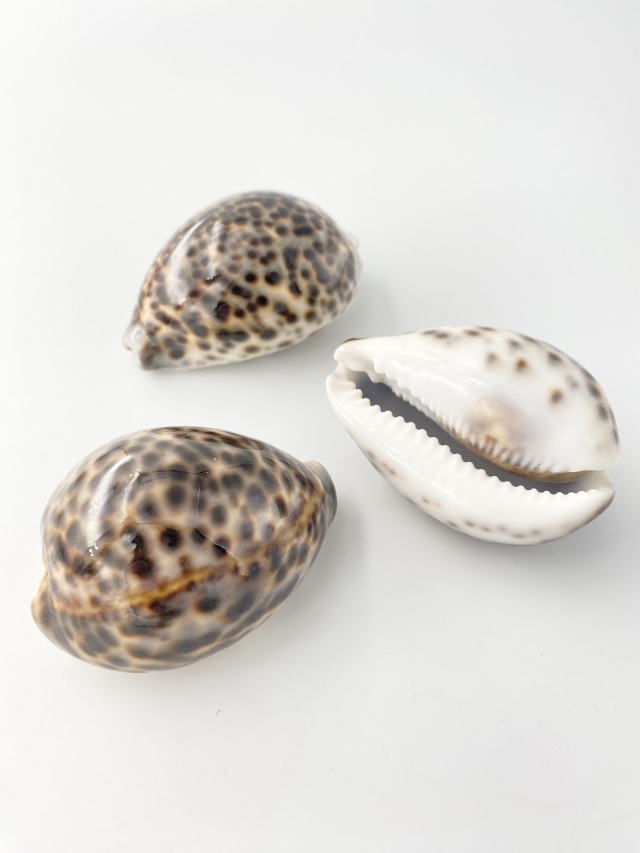 シプレアタイガー特大(ホシダカラ)【8.5cm以上】En: Tiger Cowrie