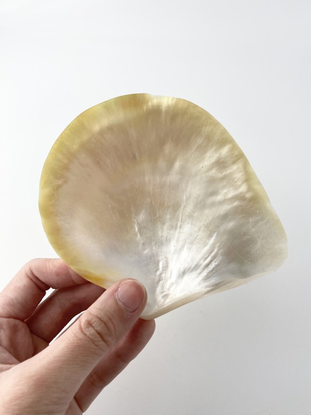 シロチョウガイ 磨き【11cm前後/1枚】 En: White MOP poished(size