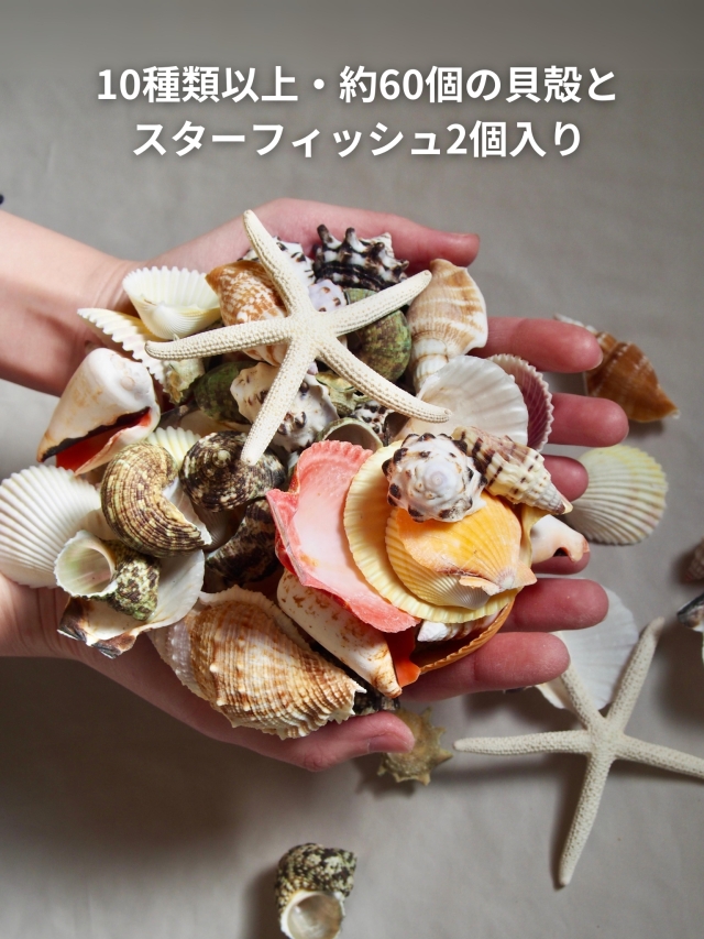 カラフルミックス【約2～6cm/約500g】En: Shells assorted (size:2