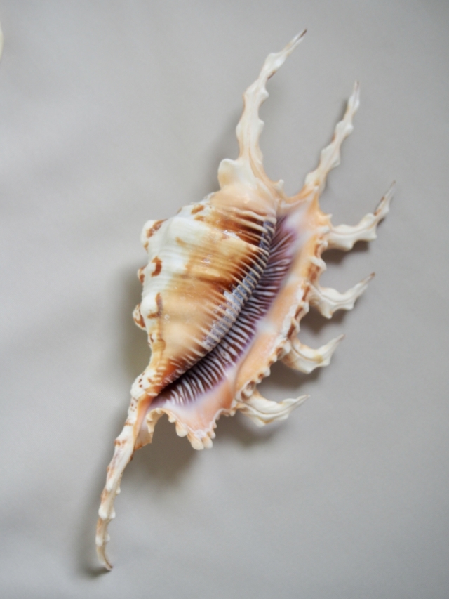 フシデサソリガイ【約13～15cm】 En: Lambis Scorpio (size:13-15cm