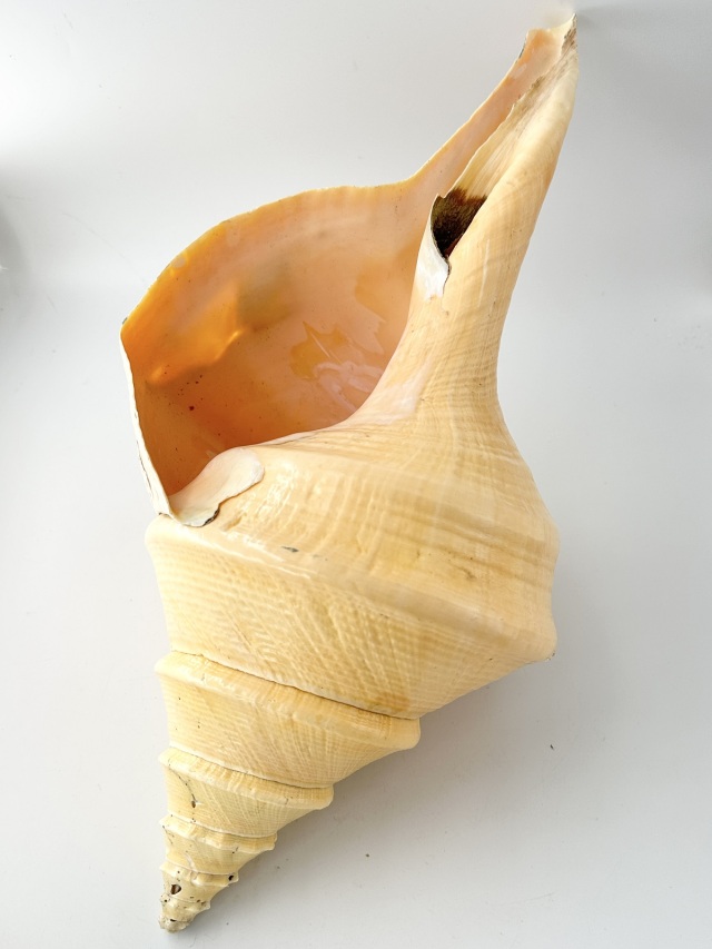アラフラオオニシ磨きNO.2016【約51.5cm/約2700g/1個/現品】 En