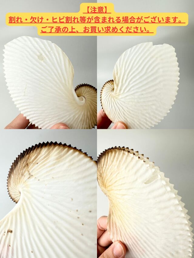 アオイガイ(国産）【約12～15cm/1個】 - Not for overseas sale - 貝殻