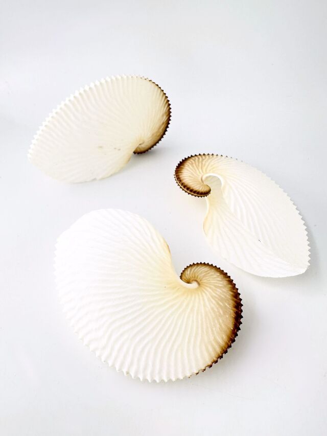 アオイガイ(国産）【約12～15cm/1個】 - Not for overseas sale - 貝殻