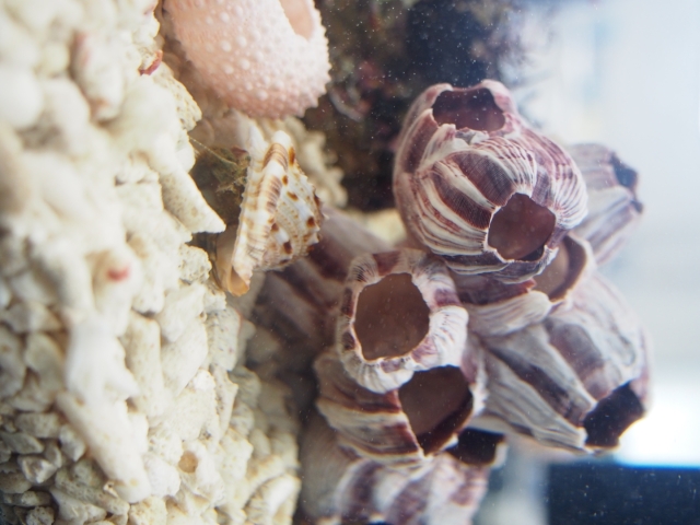 フジツボ【約12～14cm】 En: Barnacles (size:12-14cm) 貝殻
