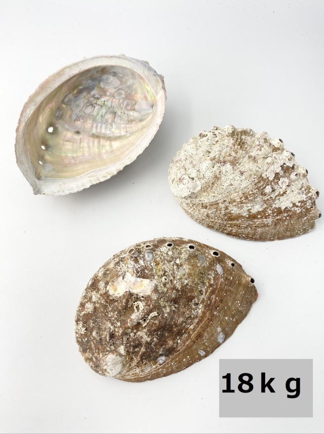 クロアワビ(自然)【約13～15cm/約18kg】 En: Haliotis discus