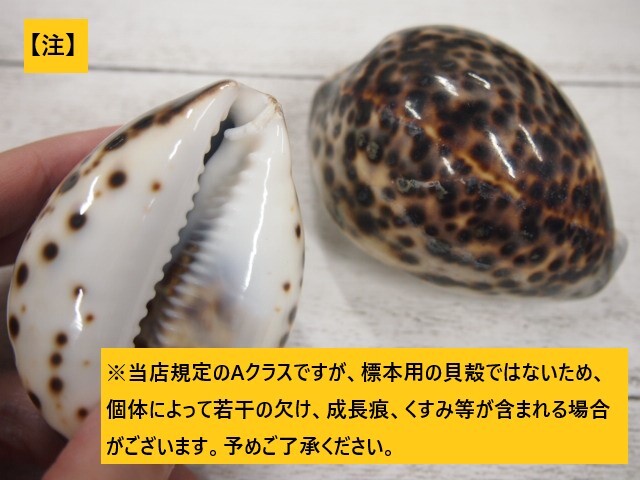 シプレアタイガー特大(ホシダカラ)【8.5cm以上】En: Tiger Cowrie