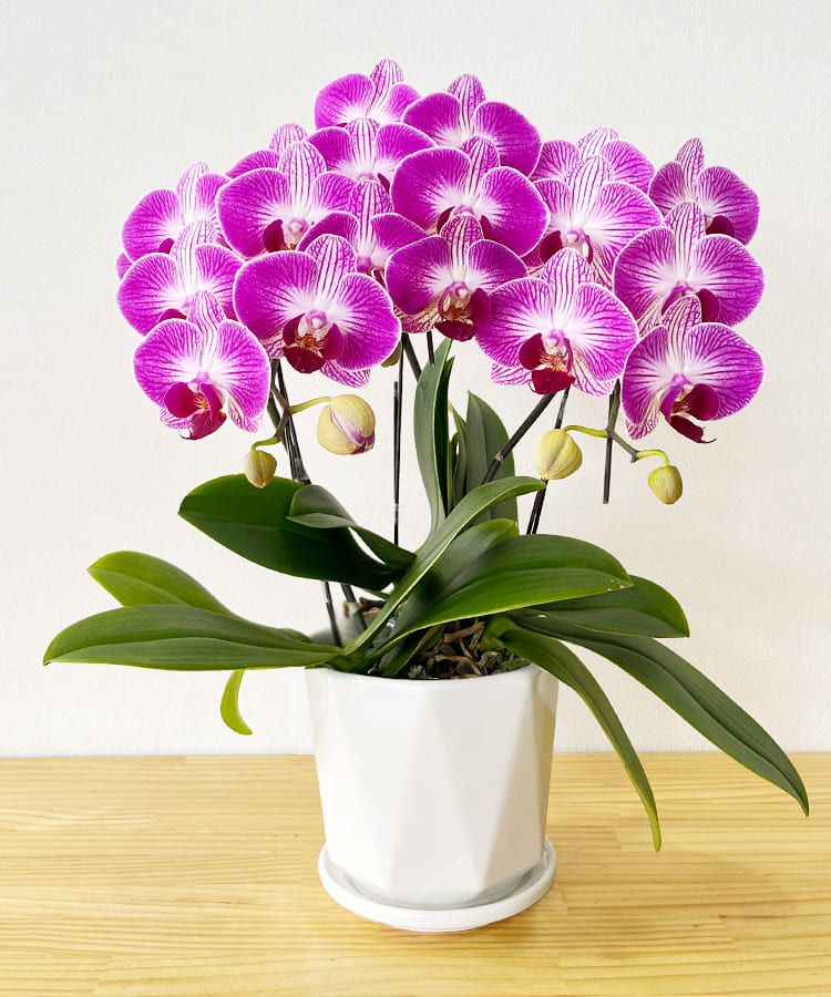 マッツジョナサン 青 花 フラワー 蘭 マッツジョナサン青花フラワー蘭