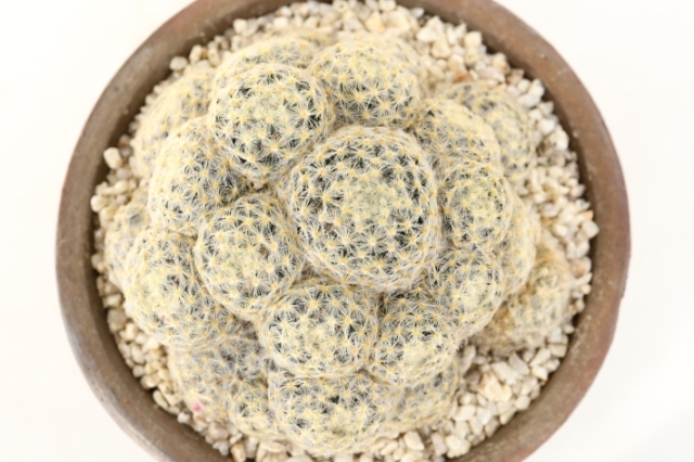 金刺赤花明星（群生type） 実生 A3128☆マミラリア サボテン☆「送料