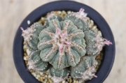 サボテン 花籠｜盆栽・サボテン・多肉植物 生産販売専門【浦部陽向園