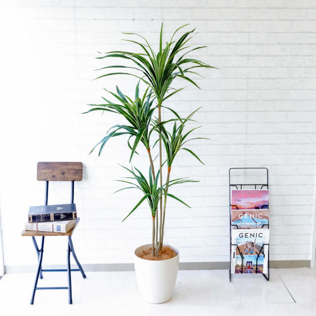 人工 観葉植物 フェイク グリーン ユッカ H約155cm 店舗 装飾 開店