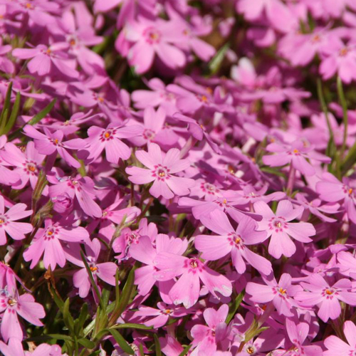 芝桜（シバザクラ）の苗（ピンク）を販売【花育通販】グランドカバー