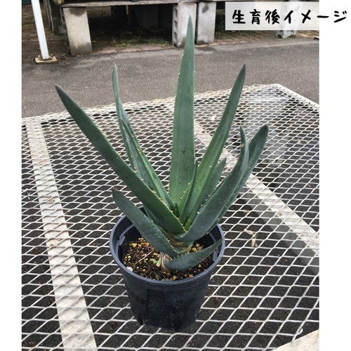 花育通販】アロエ ヘラクレスの苗を販売