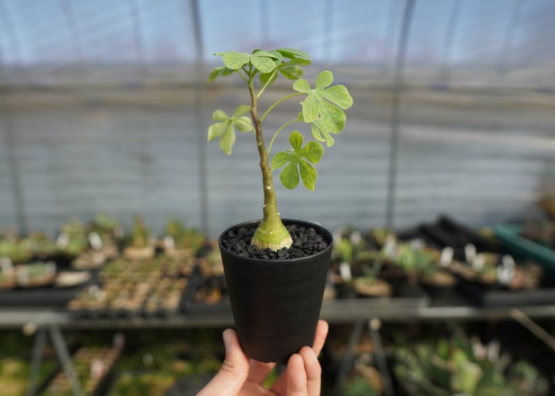 アデニア グラウカ Adenia glauca | mana's farm:塊根植物・アガベ・