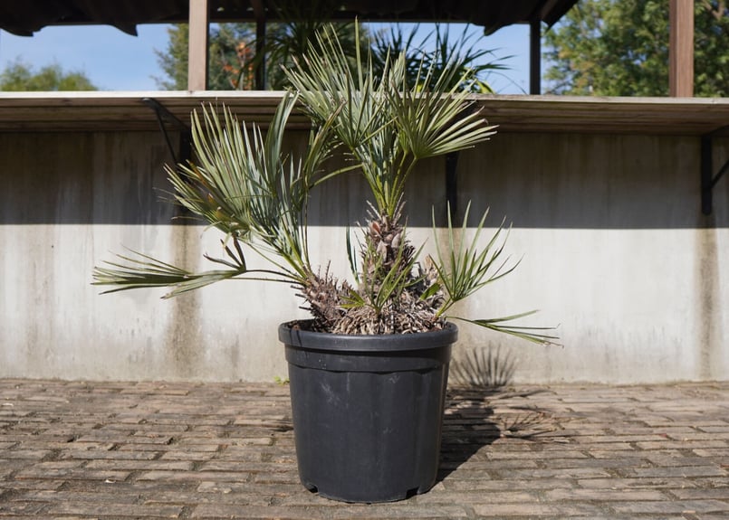 チャメロプス セリフェラ Chamaerops humilis var. Cerifera
