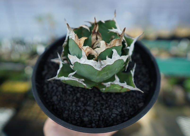 アガベ チタノタ 螃蟹 Agave Titanota crab | mana's farm:塊