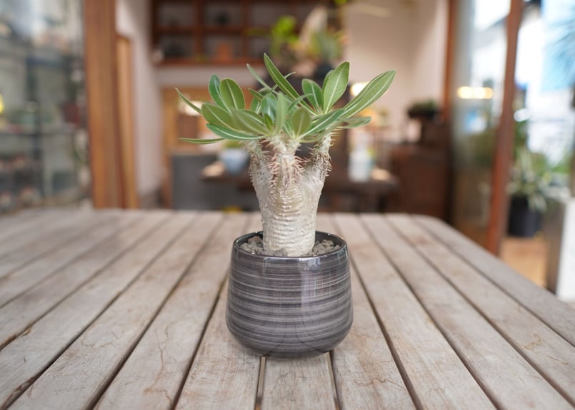 パキポディウム ホロンベンセ Pachypodium horombense | mana's