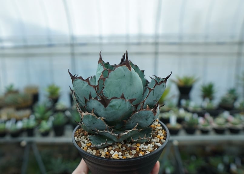 アガベ チタノタ ブラックアンドブルー Agave titanota black and
