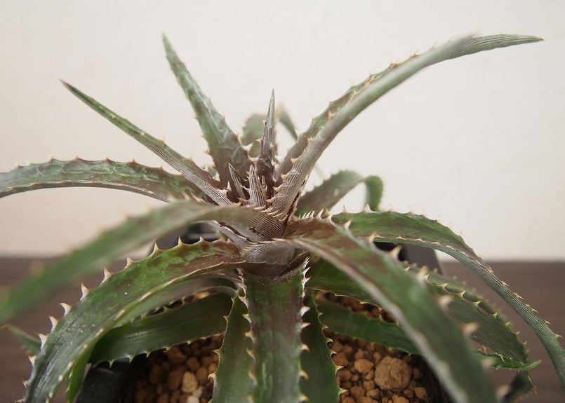 ディッキア Dyckia (reitzii rubra X Arizona) X goehri