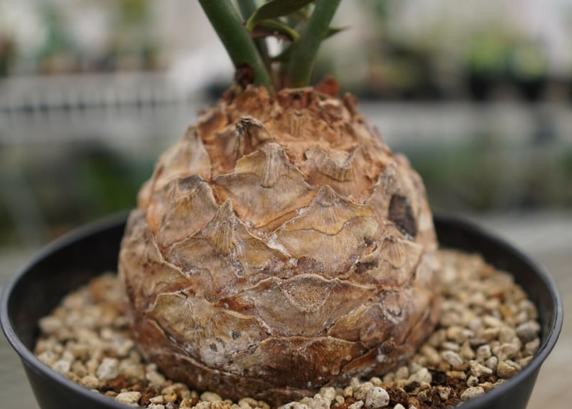 エンセファラルトス ホリダス Encephalartos horridus NO.4 |