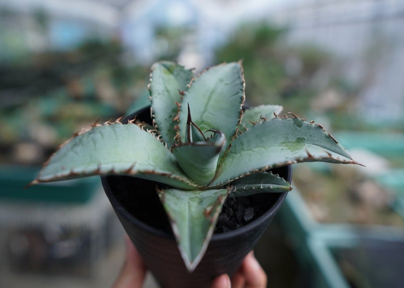 アガベ チタノタ ブルー Agave Titanota Blue No.2 | mana's