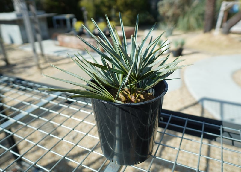チャメロプス セリフェラ Chamaerops humilis var. Cerifera