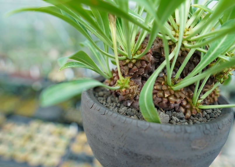 ユーフォルビア 鉄甲丸 Euphorbia bupleurifolia | mana's f