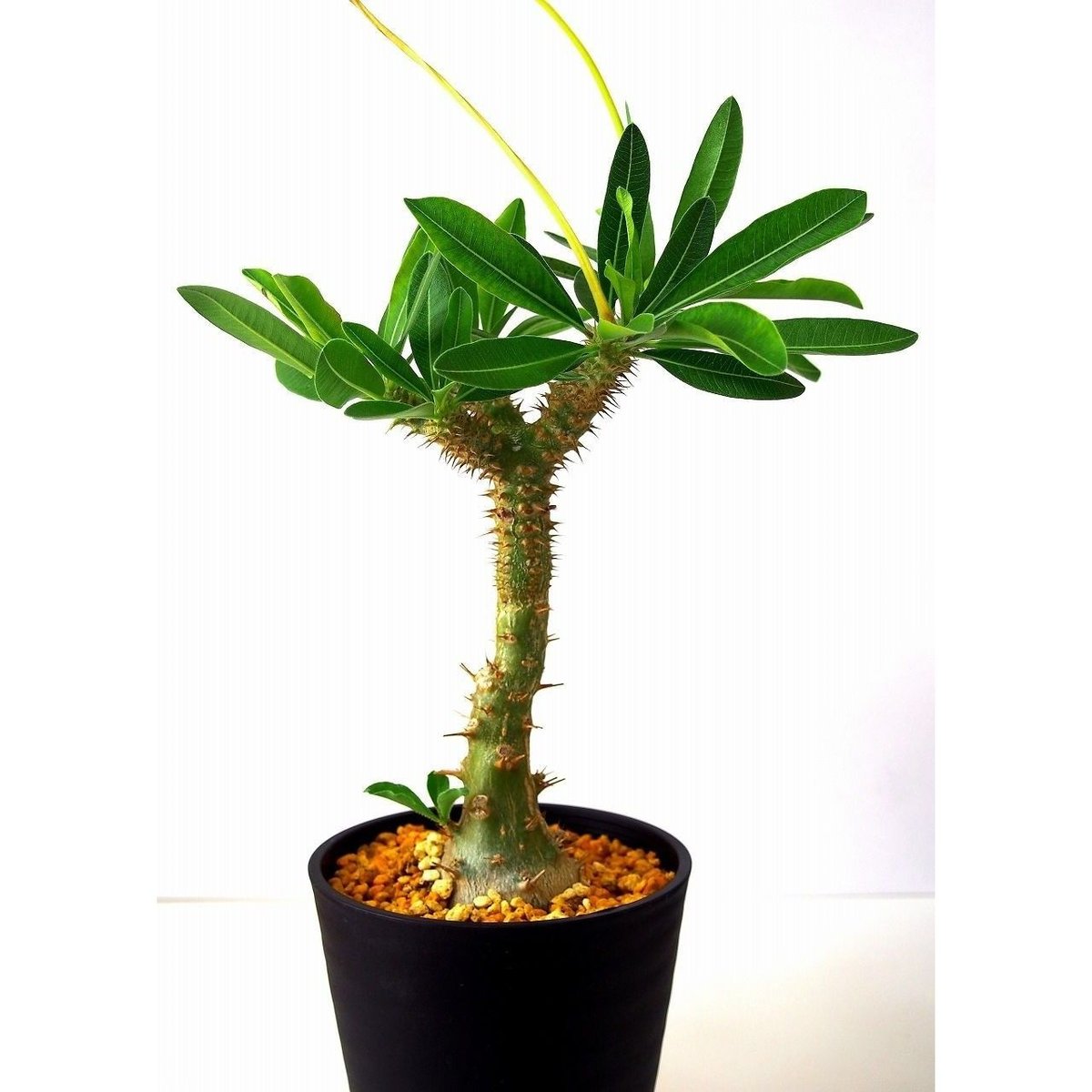 Pachypodium makayense パキポディウム マカイエンセ 魔界玉 | mana