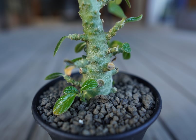 ドルステニア ギガス Dorstenia gigas | mana's farm:塊根植物・ア