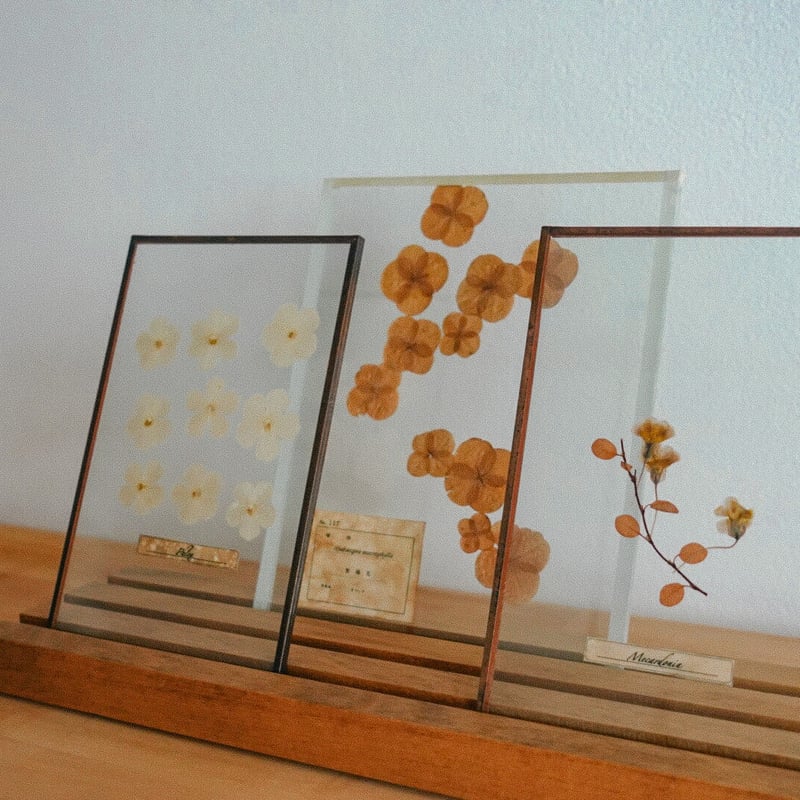 植物標本 (厚手ガラス) | marque