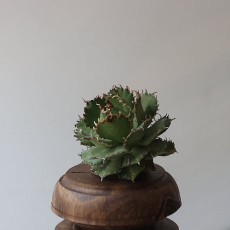 CATEGORY Style of Chika | 芽の巣山