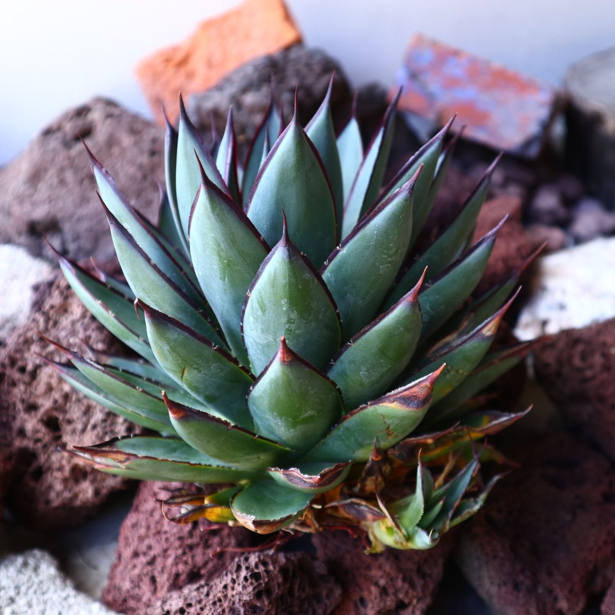 アガベ ブルーグロー Agave 'Blue Glow' no.30811 | 芽の巣山