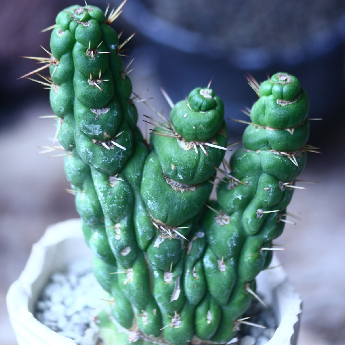 ユーリキニア カスタネア スピラリス 綴化 Eulychnia castanea