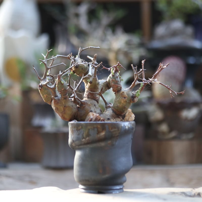 ペラルゴニウム クリズミフォリウム／Pelargonium crithmifolium n