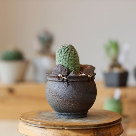 SALE | 芽の巣山