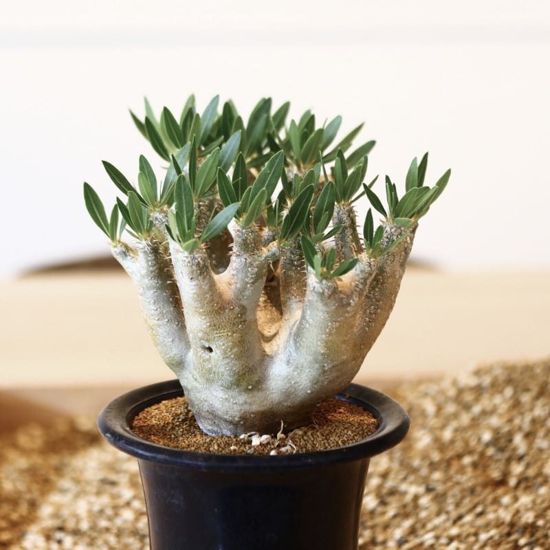 パキポディウム ブレビカリックス / Pachypodium densiflorum var.