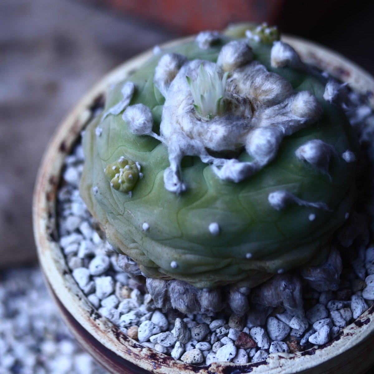ロフォフォラ ディフューサ 翠冠玉 Lophophora diffusa no.426