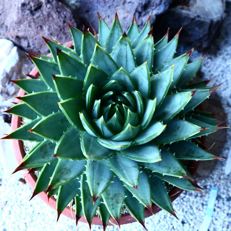 アロエ ポリフィラ Aloe polyphylla no.30101 | 芽の巣山