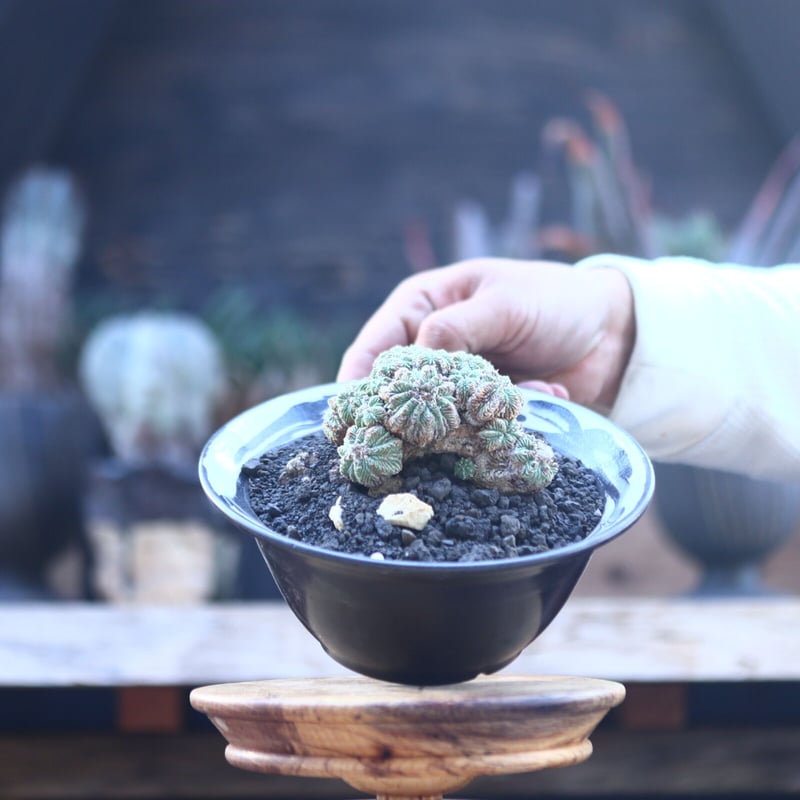 アズテキウム リッテリ 花籠 自根 Aztekium ritteri no.2281