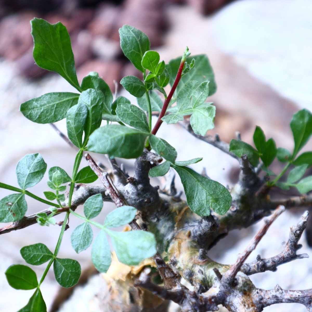 コミフォラ ピンネイトリーブス commiphora pinnate leaves no