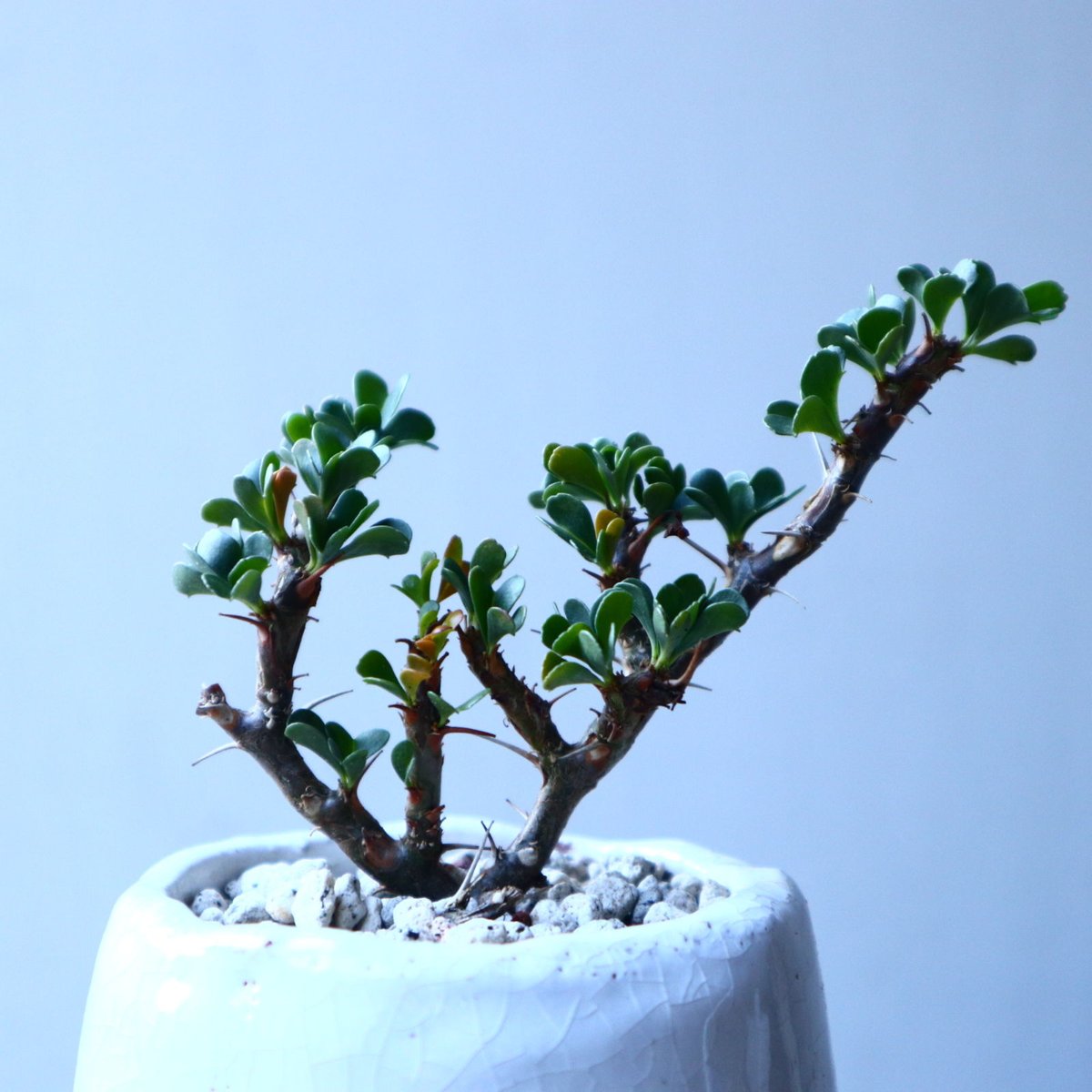サルコカウロン バンデリエティアエ Sarcocaulon vanderietia