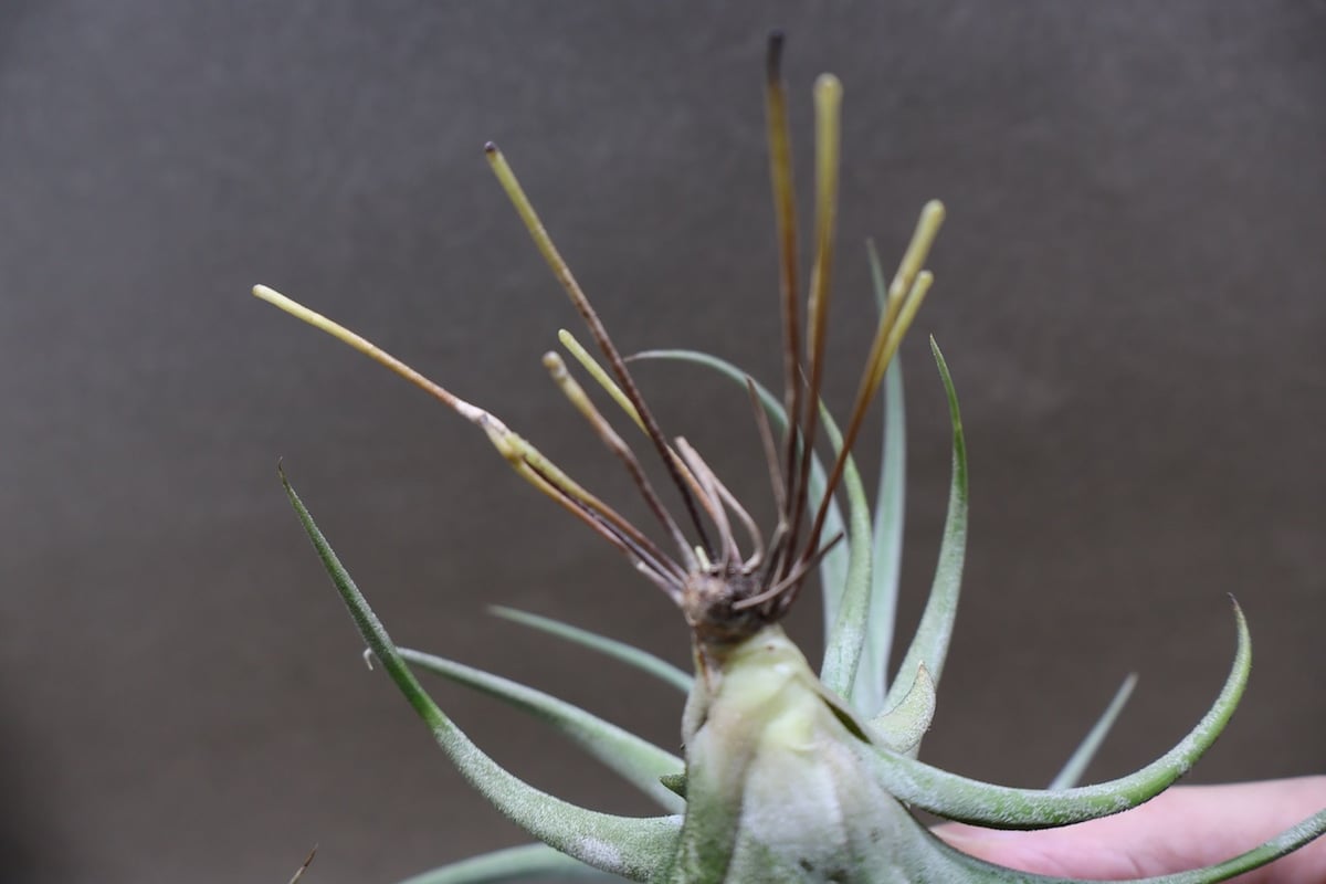 キセログラフィカ × イオナンタバンハイニンギー 03号 | air-plants
