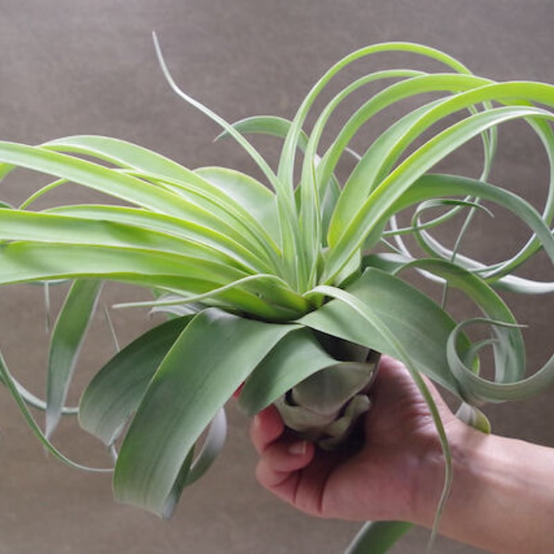 キセログラフィカ × ストレプトフィラ 01号 | air-plants TENGU-DO