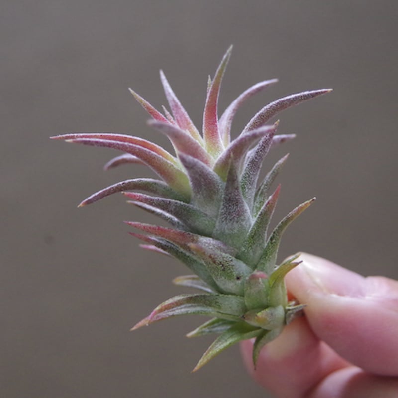 イオナンタ バンハイニンギー ミノール 03号 | air-plants TENGU-DO