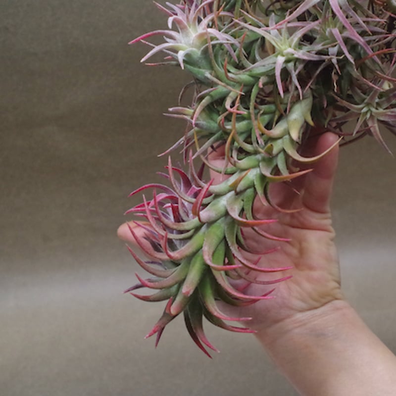 イオナンタ バンハイニンギー クランプ 08号 | air-plants TENGU-DO