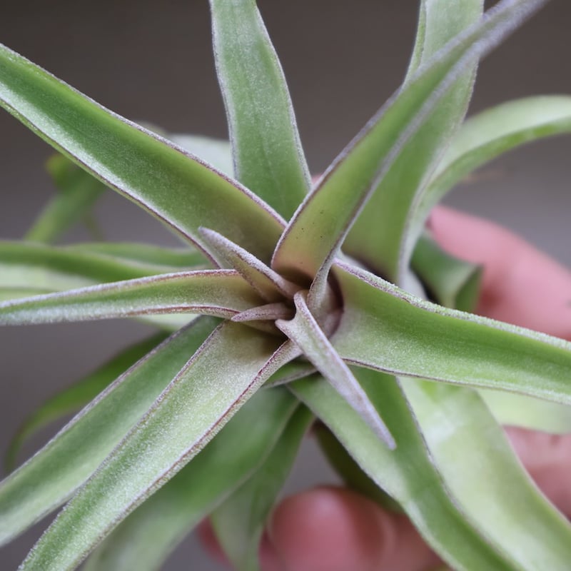 ストレプトフィラ 14号 | air-plants TENGU-DO