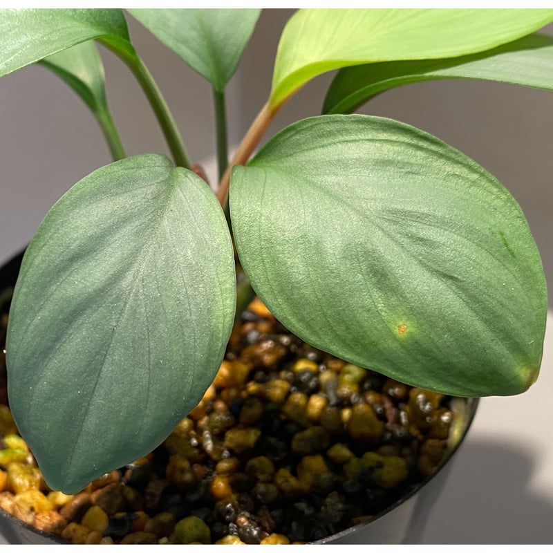Homalomena sp. Aceh Silver from Aceh sumatera [
