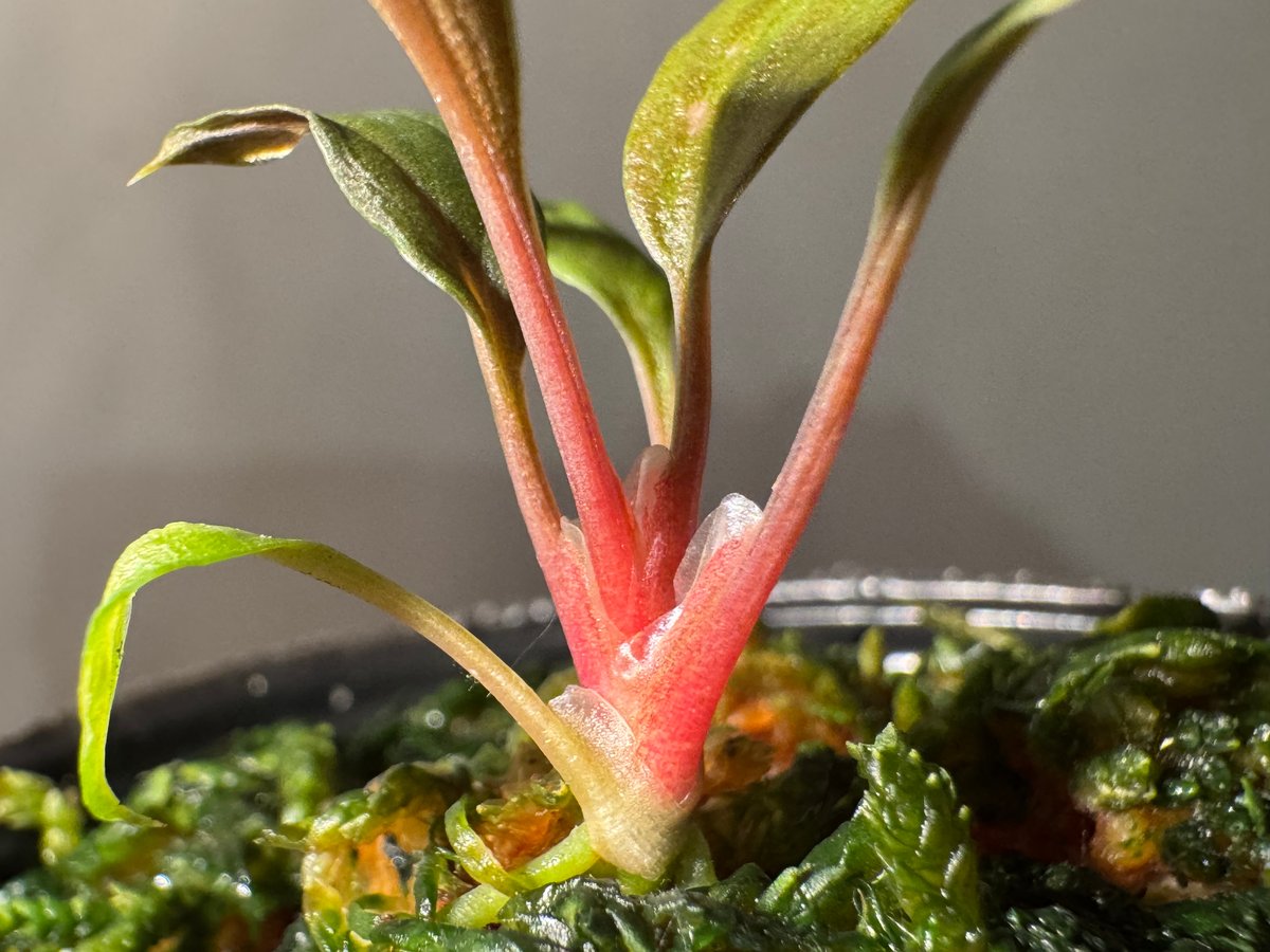 Homalomena 'Rec151' K0522-f2 [KZT] | M・R・G・R