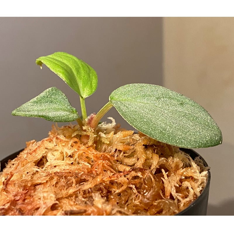Homalomena sp. 