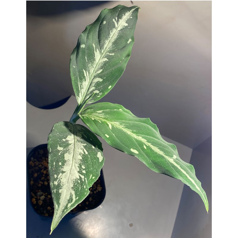 Aglaonema pictum from Sumatera A2 [TK070918] |