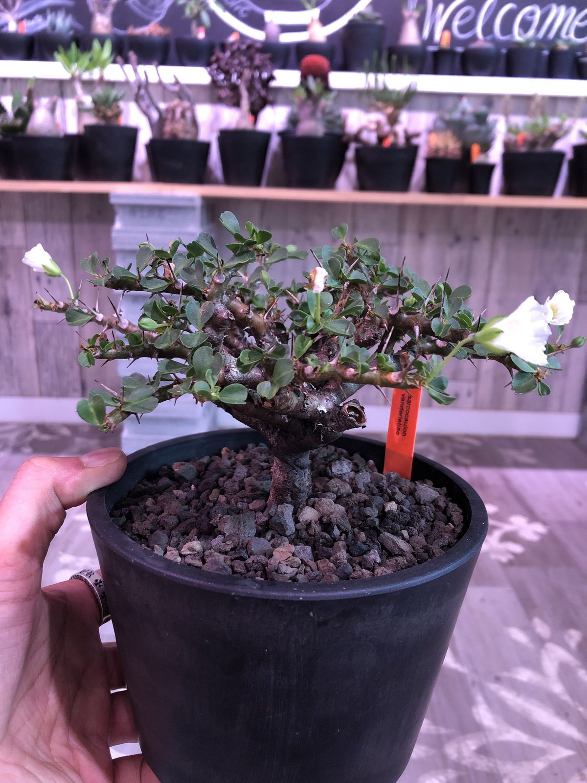 sarcocaulon vanderietiae《L size》※サルコカウロン 希少夏型